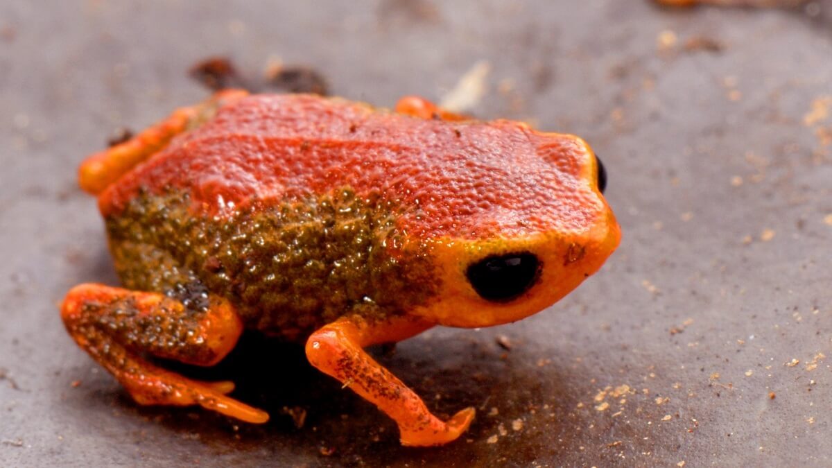 An orange coloured miniature frog.