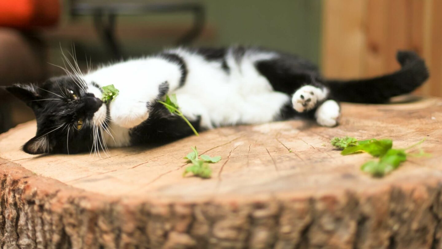 A black and white cat rolls around in catnip
