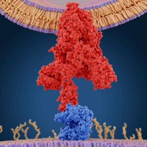 Coronavirus spike protein and receptor illustration. Credit juan gaertnerscience photo library getty images 1