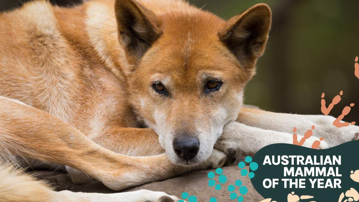 Dingo: the charismatic and controversial canid