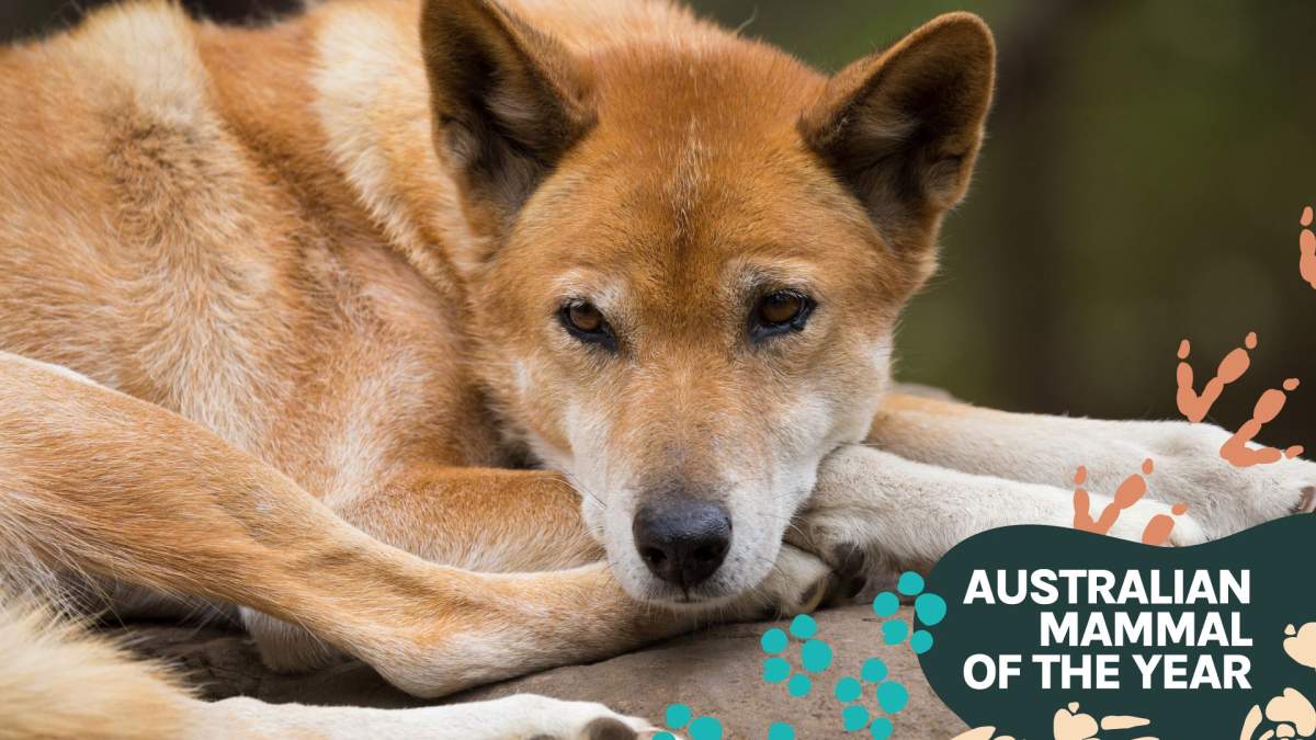 Dingo, Our Animals