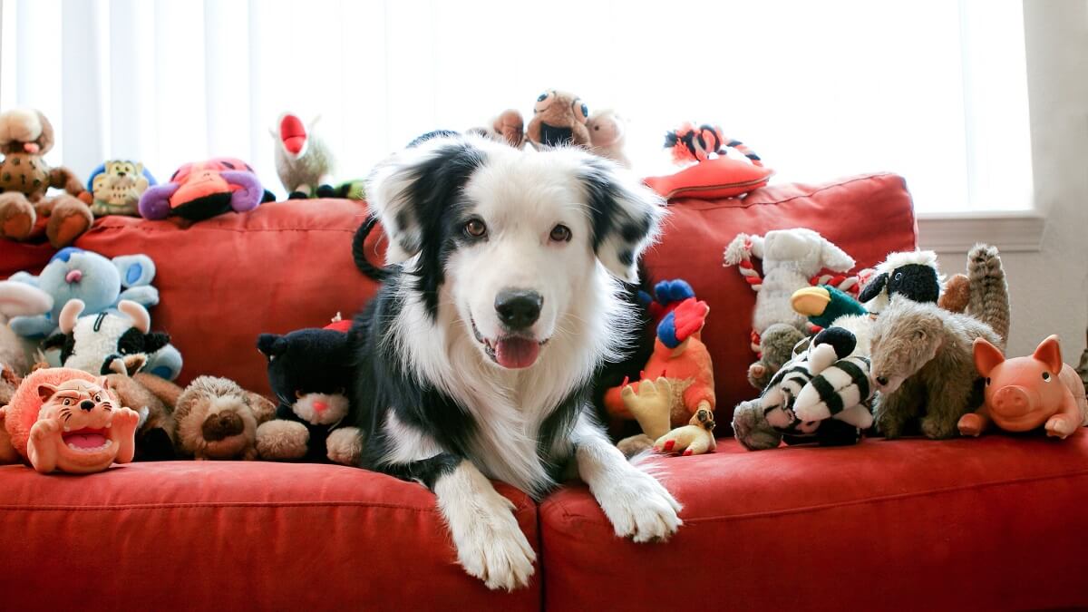 can dogs play with stress balls