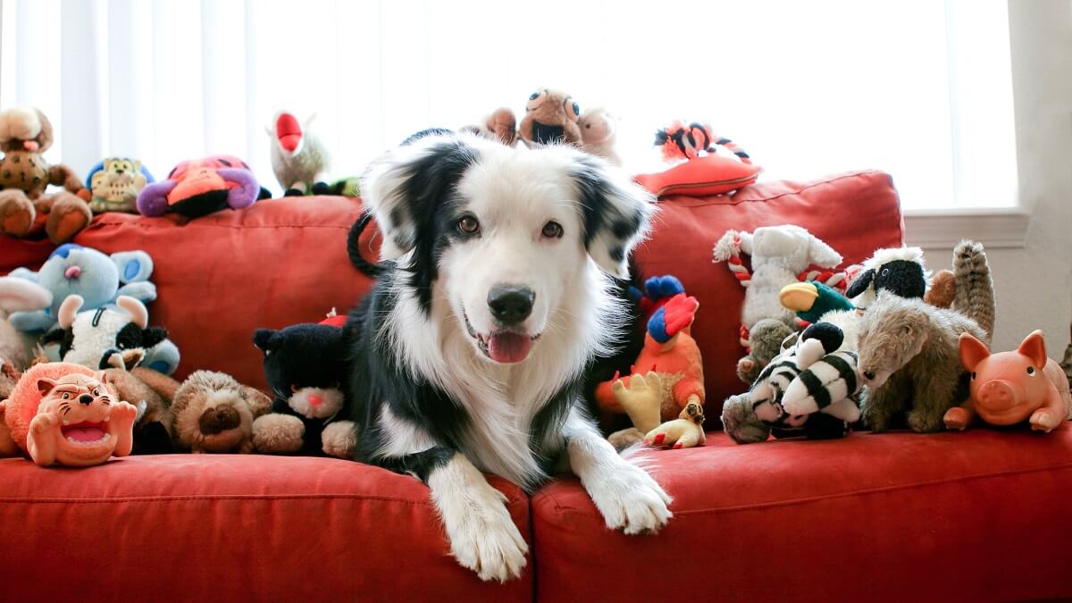 A dog surrounded by toys on a red couch.