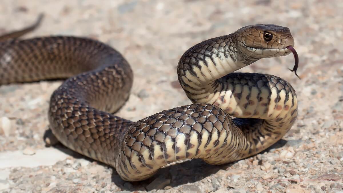 An eastern brown snake flicking its tongue