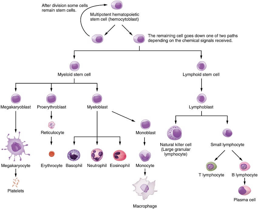 Flow chart of haematopoiesis (blood production) showing the cells that multipotent haematopoietic stem cells can differentiate into.