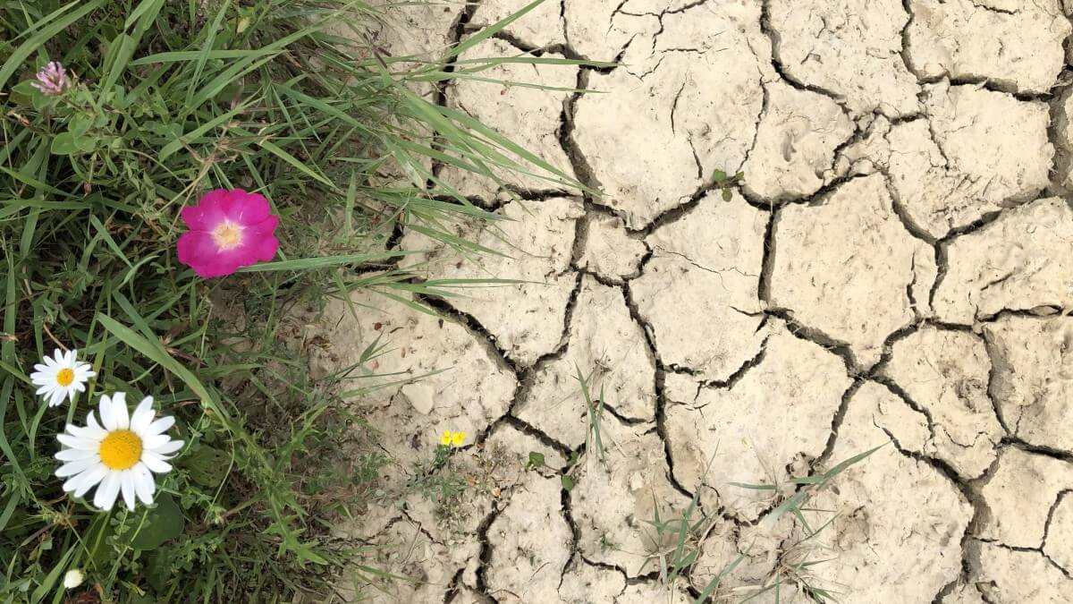 plant resilience to heatwaves concept green grass and flowers growing out of hot cracked ground