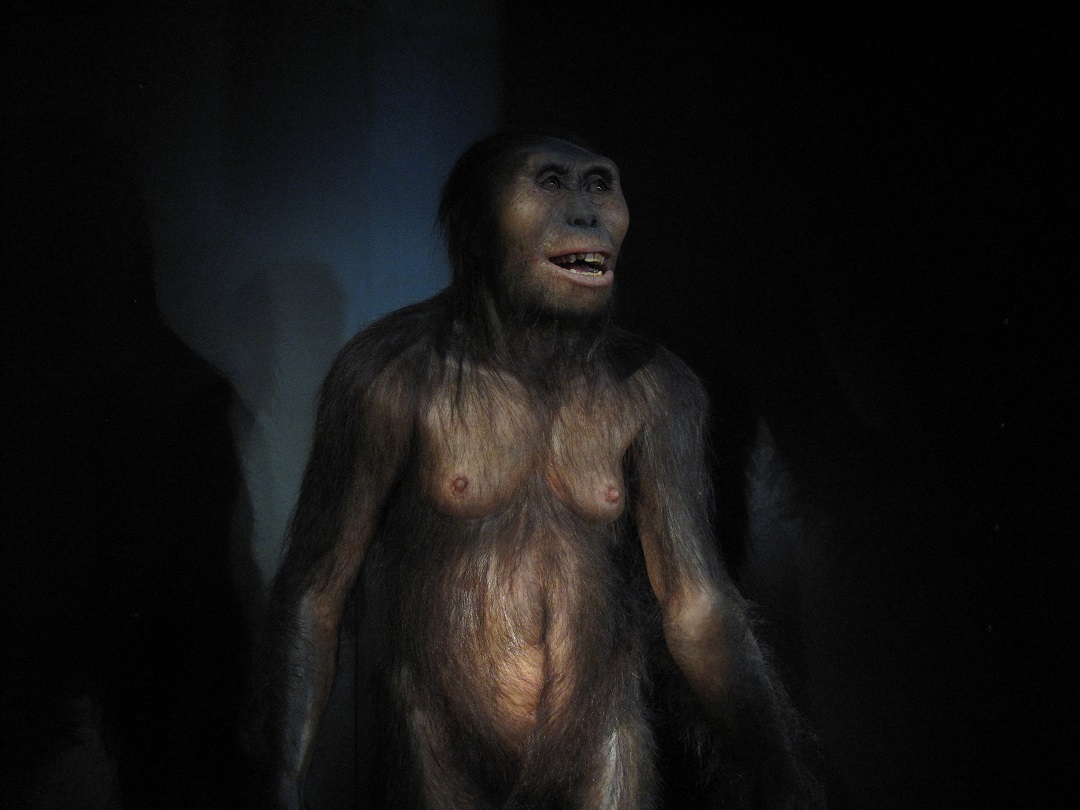 Australopithecus-lucy-spain