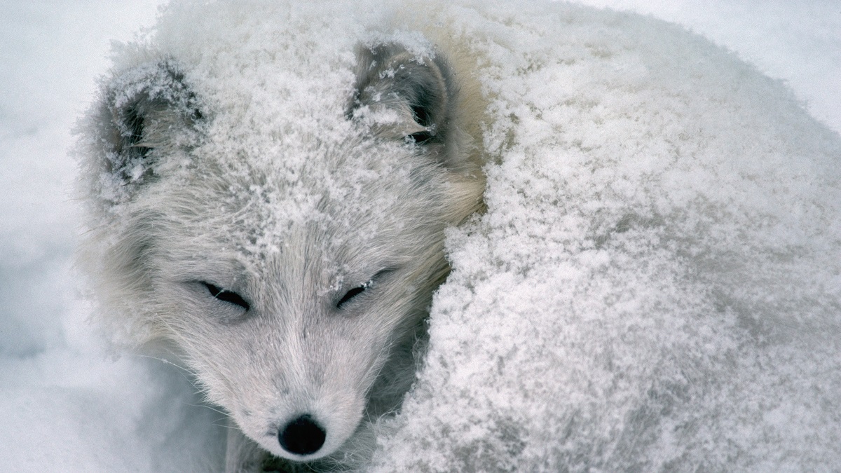 Jak ssaki arktyczne zareagują na zmianę klimatu?