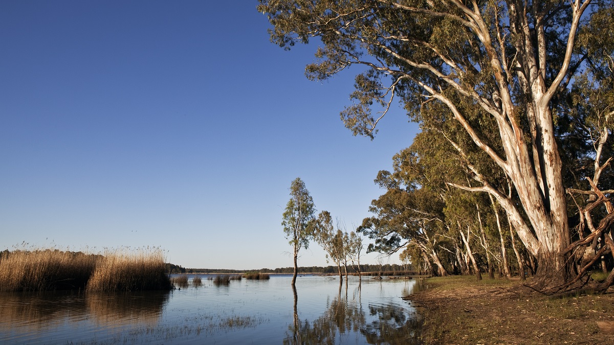 Barmah-red-gum-on-murray-river