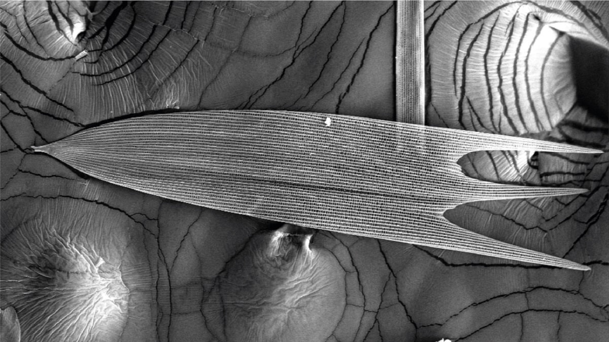 Close up of a moth wing scale.