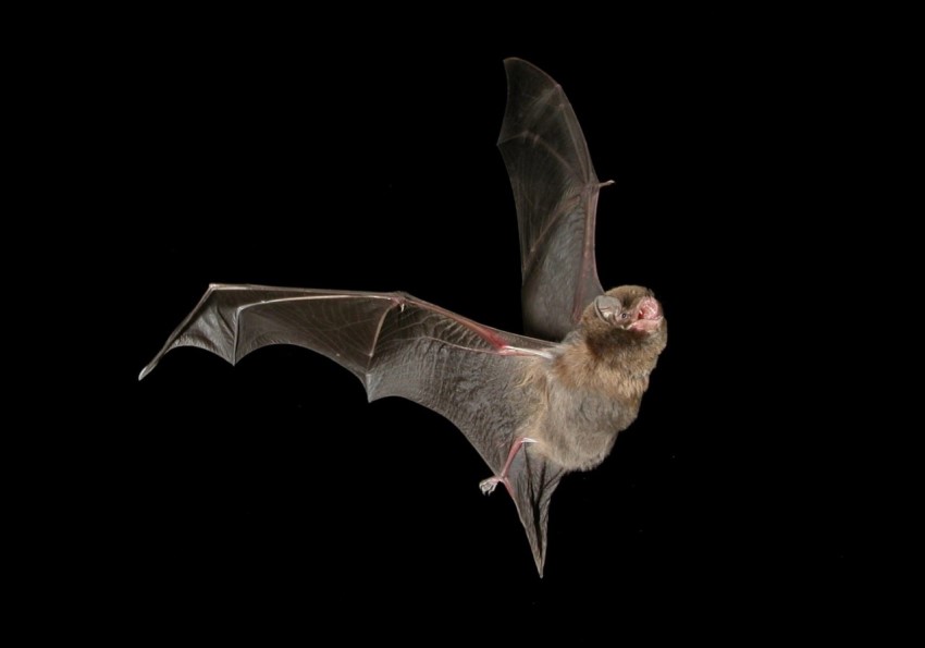 Photograph of a southern bent-winged bat flying on a black background
