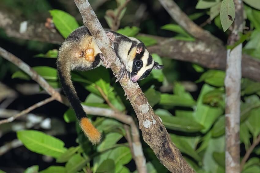 Photography of a striped possum in a tree
