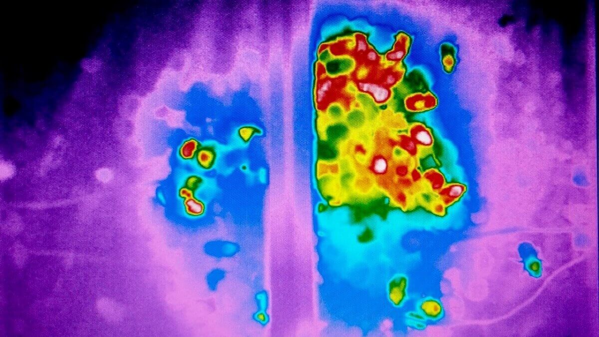 Thermal image of the divided bumblebee colony