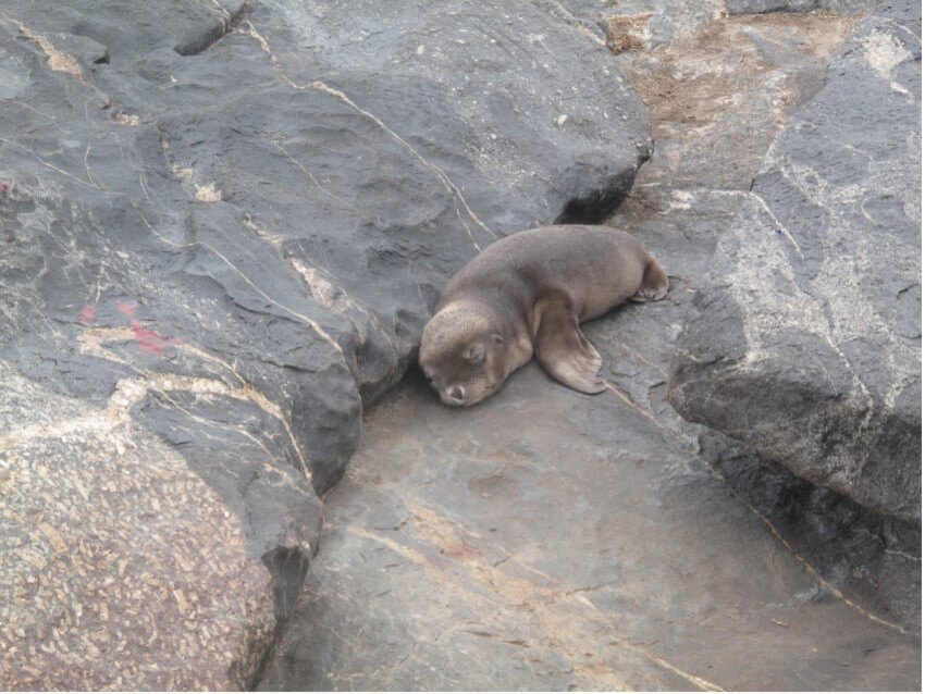 Photo of an australian sea lion pup sleeping on some rocks