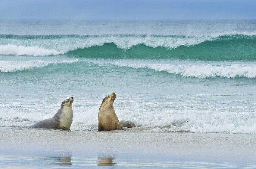 Photo of two adult australian sea lions in shallow water on a beach