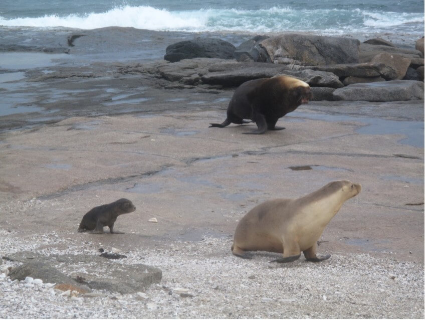 Photograph of three australian sea lions on the beach a pup adult male with golden back and adult female