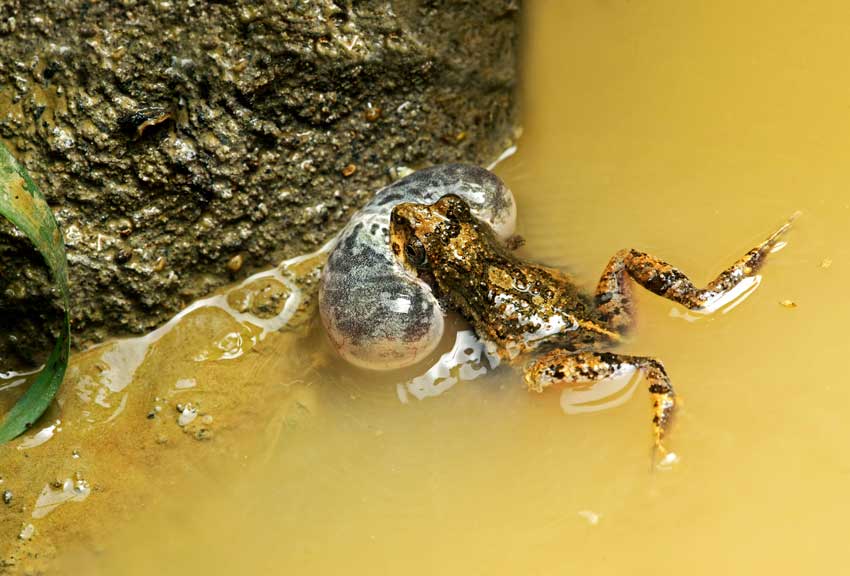 Photograph of a small gold and brown frog with an expanded vocal sac in muddy water the frog is eaten by frog-eating bats
