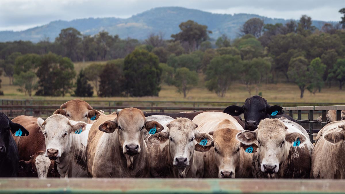 livestock ruminant methane genome