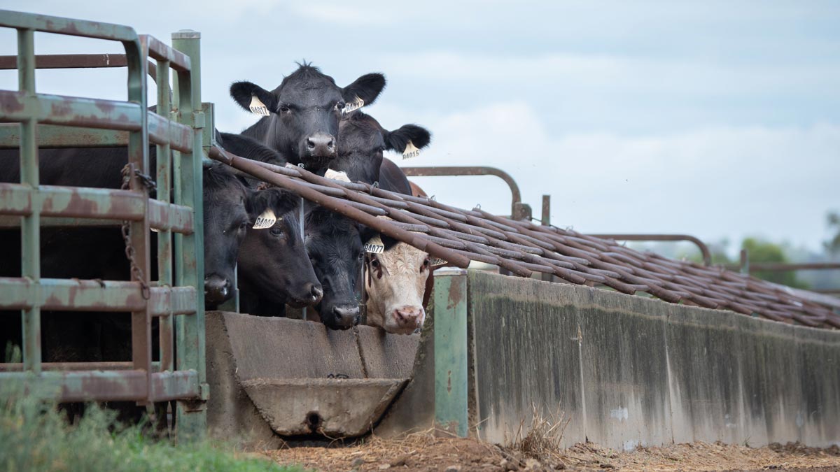 Livestock ruminant methane genome