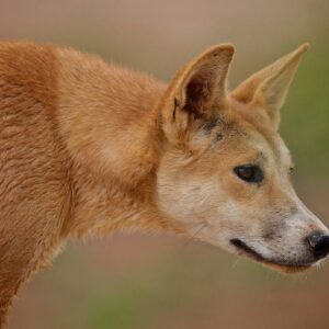 Portrait photograph of a dingo in profile