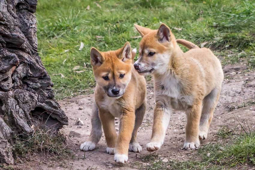 Photograph of two dingo puppies walking together