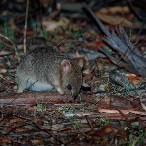 Photograph of an eastern bettong a small brown marsupial snuffling on the ground in the forest