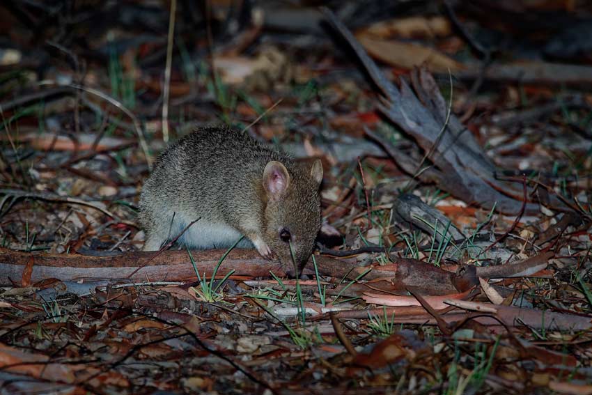 Photograph of an eastern bettong a small brown marsupial snuffling on the ground in the forest