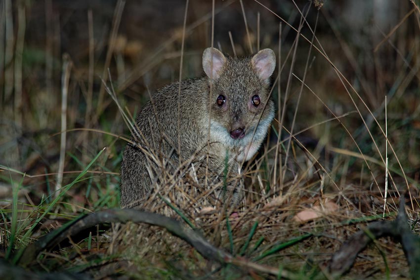 Photograph of an eastern bettong in the forest looking at the camera