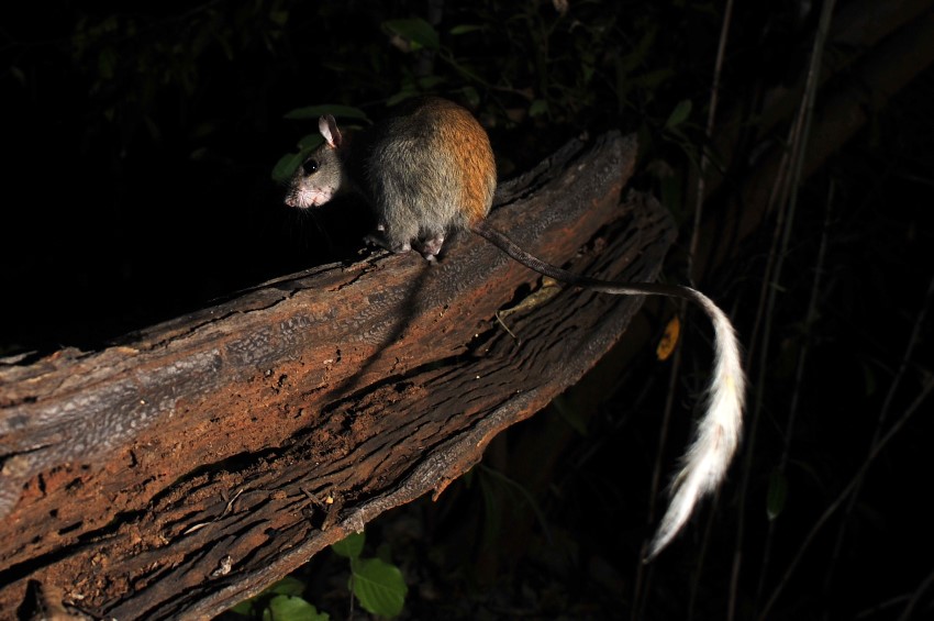 A golden-backed tree-rat sitting on a branch at night and looking back over its shoulder