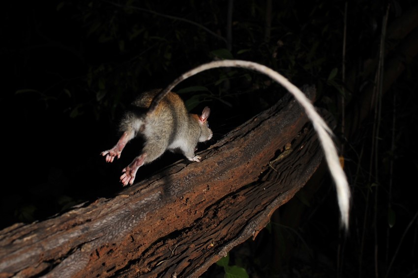 A golden-backed tree-rat running away up a branch, with its long tail prominent