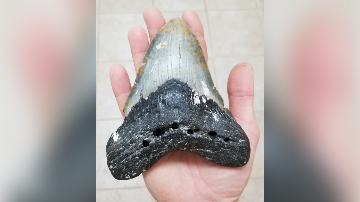 Megalodon-tooth-on-hand