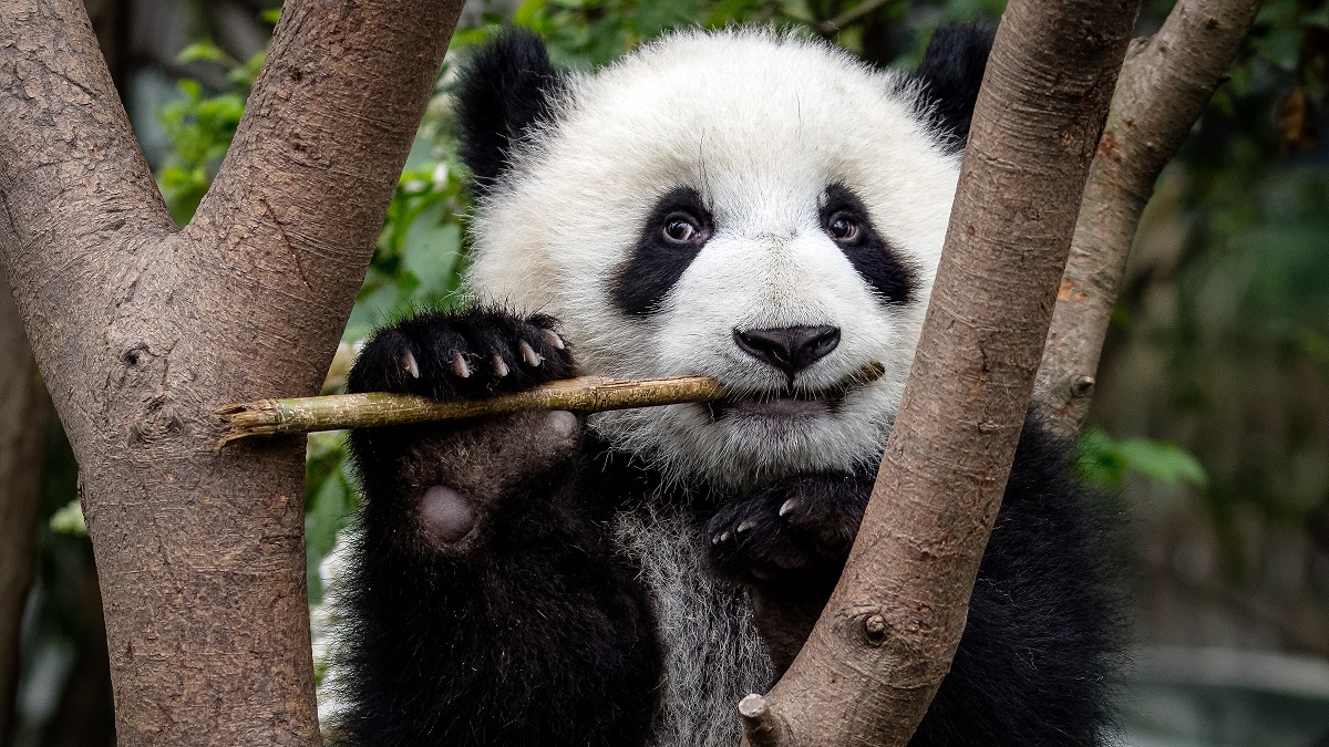 giant panda, bamboo, thumb, sesamoid, hand, wrist, palaeontology