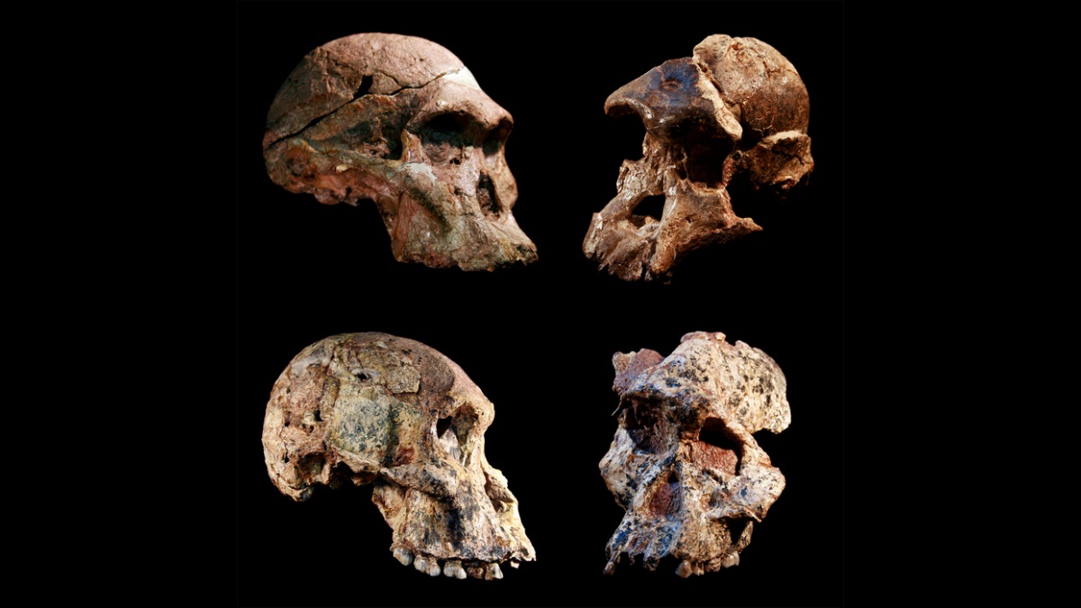 Human ancestor fossils a million years older than thought