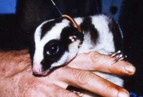 Closeup portrait of striped possum