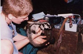 Photograph of a woman with cropped hair holding a striped possum