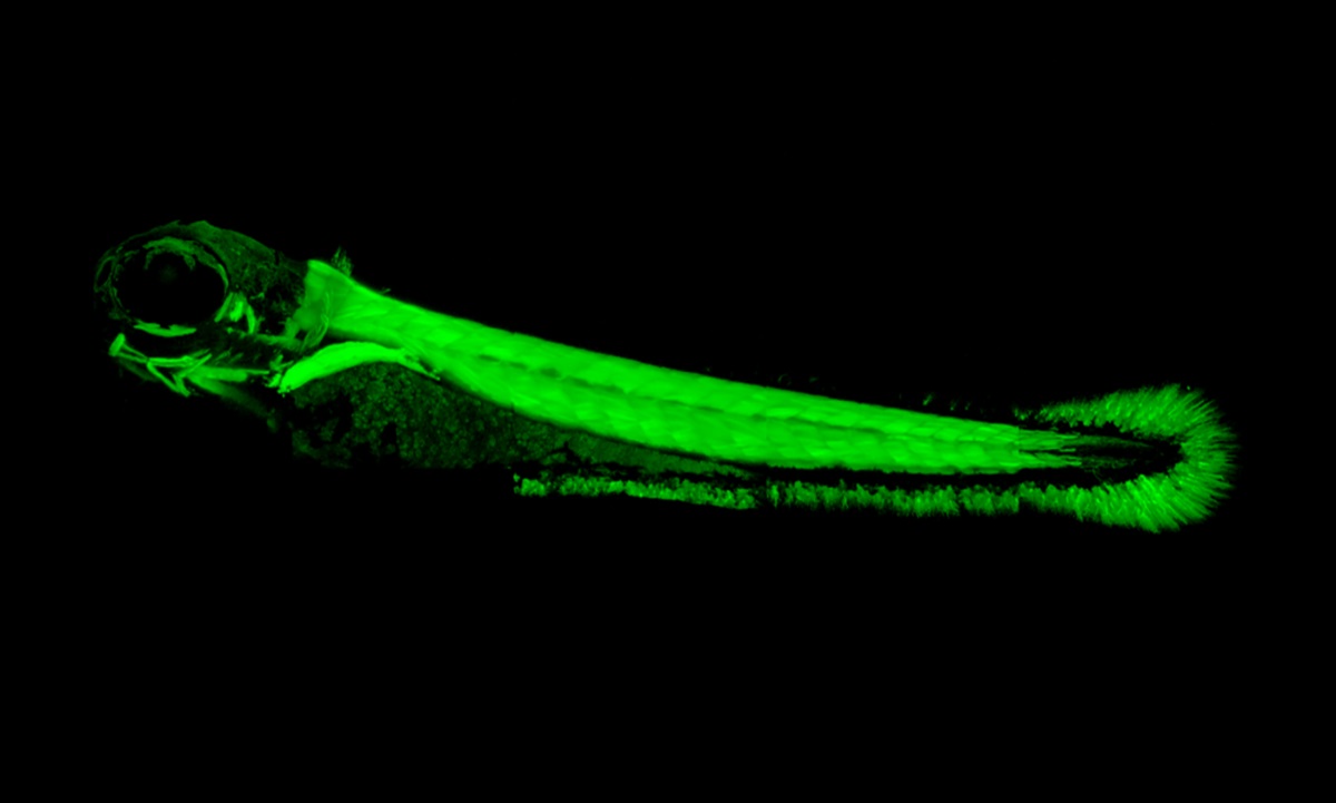 zebrafish-with-glowing-electric-muscle