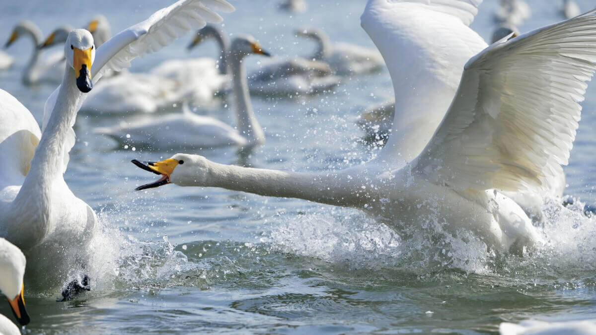 whooper swans fighting in a lake