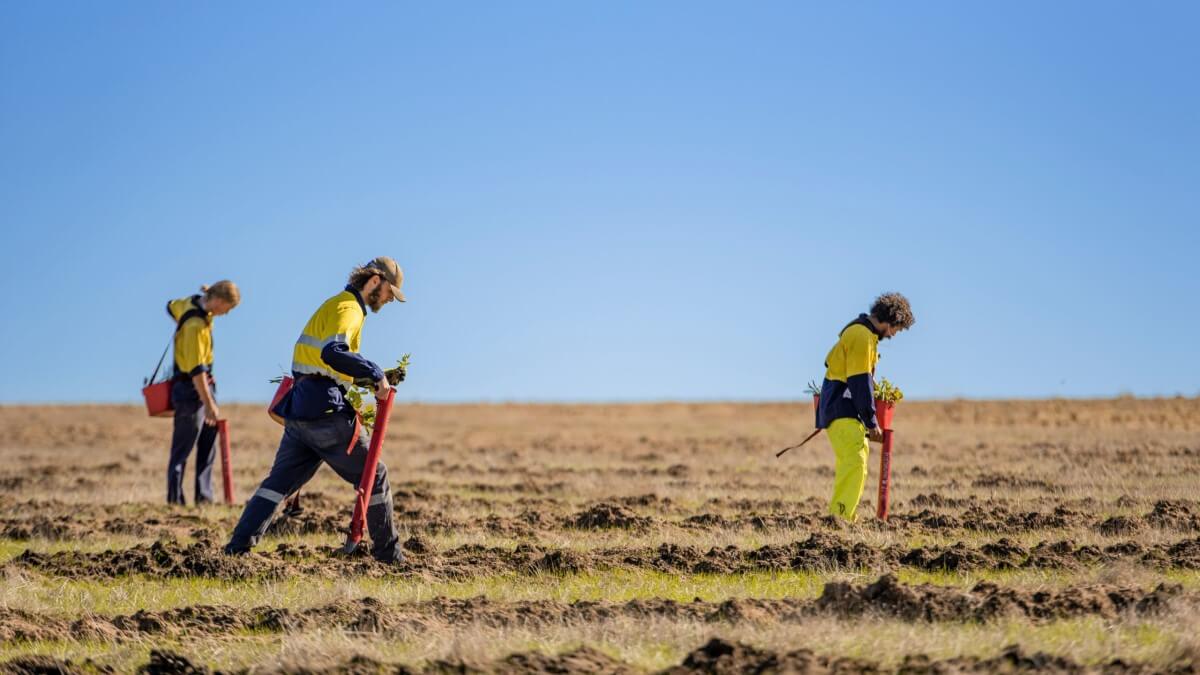 three people in high vis holding plants walking through a brightly lit field with upturned dirt