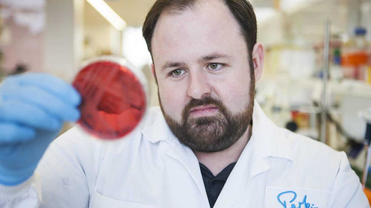 Dr Kieran Mulroney observes antibiotic resistant bacteria in a dish