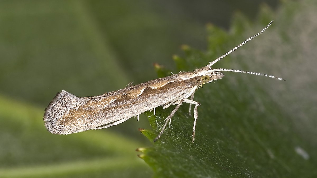 A diamondback moth (Plutella xylostella)