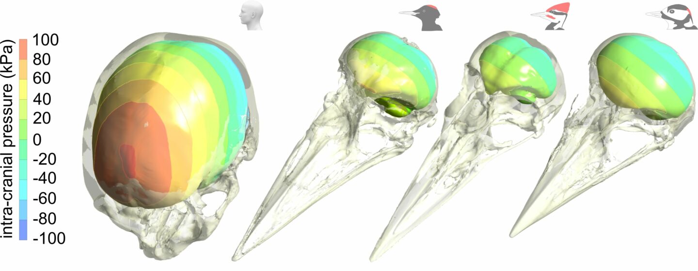 Computer renderings of woodpecker brain loads from pecking