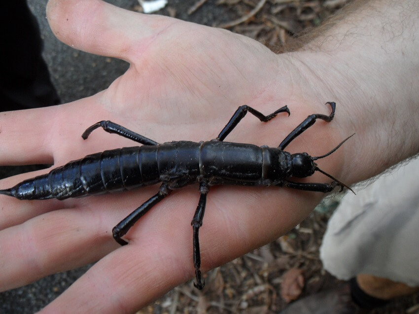 A lord howe island stick insect, large black insect covering most of someone's palm