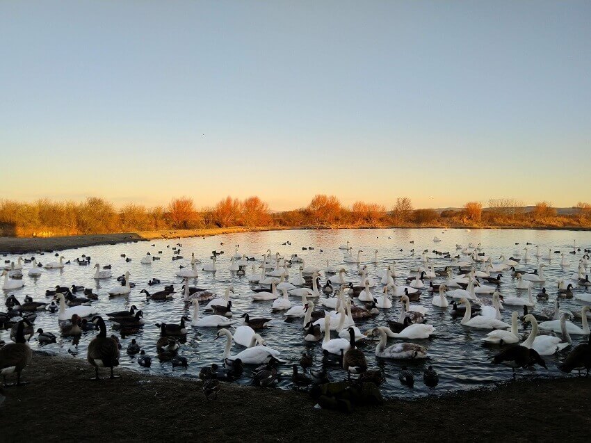 Lake filled with swans and other birds