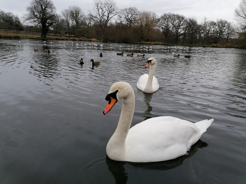 Mute swans in a lake
