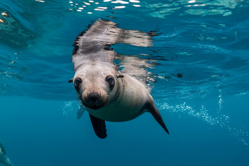 Australian fur seal. Credit wildestanimal getty images 1