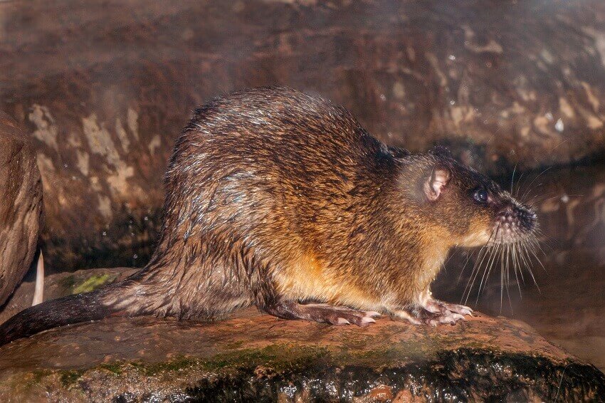 Australian water rat or rakali. Credit ken griffiths getty images 850