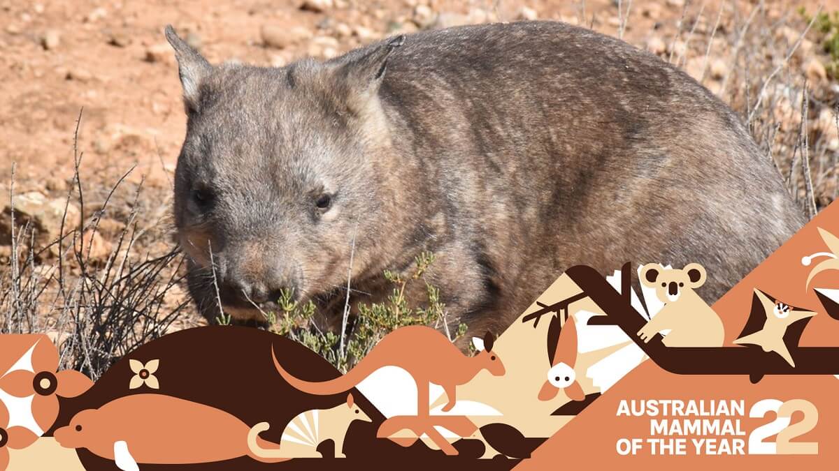 Southern hairy-nosed wombat: the burrowing bulldozers of the Aussie outback  #amoty2022