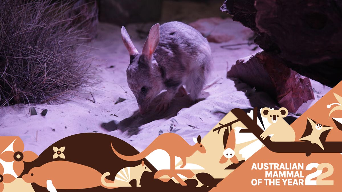 Higher bilby: all ears and attraction