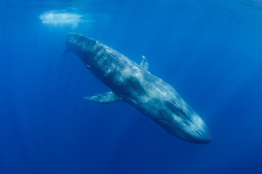 Blue whale. Credit robert smits 500px getty images