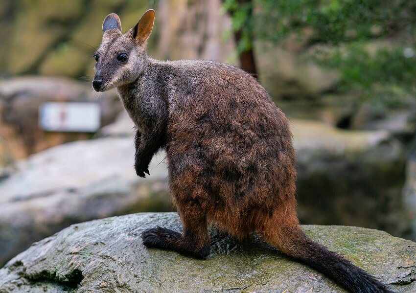 Brush tailed rock wallaby petrogale penicillata. Credit julien viry getty images